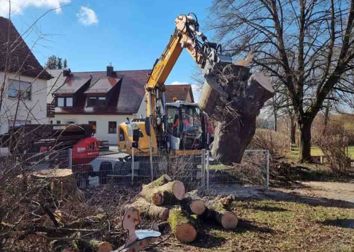 Abtragen großer Bäume